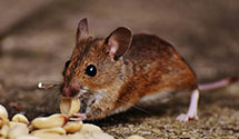 24 Hour & Emergency Exterminators in Portsmouth, OH